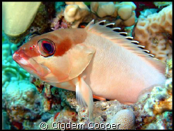 Blacktip grouper by Cigdem Cooper 